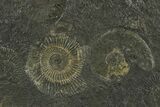 Fossil Ammonite Cluster - Posidonia Shale, Germany #350860-3